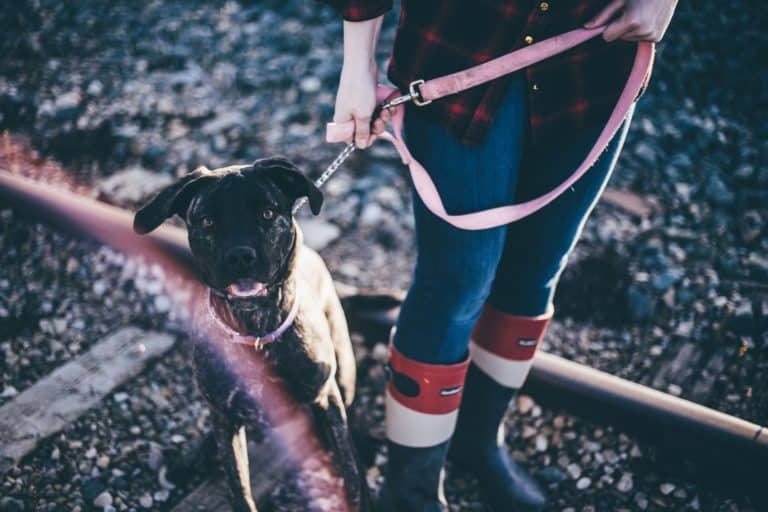 How to Handle Aggressive Behavior in Dogs without Being Rude