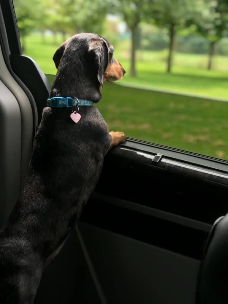 12 Ways to Make Fido’s Move Easier