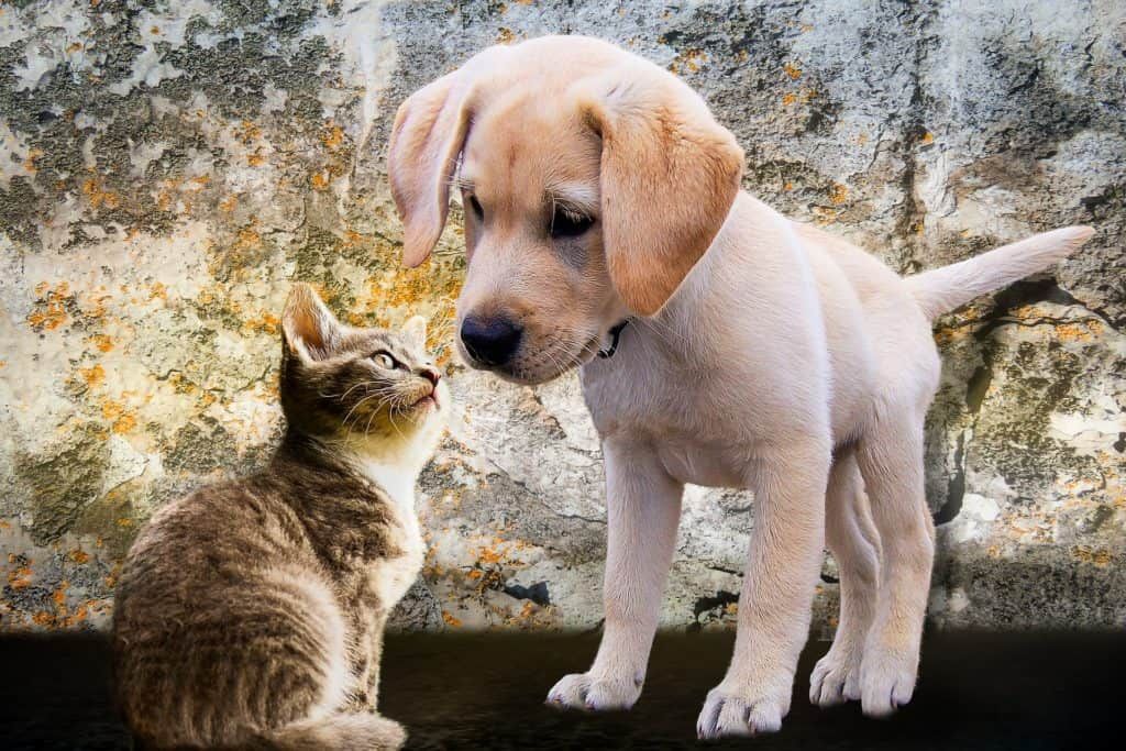 Animals 2198994 1920