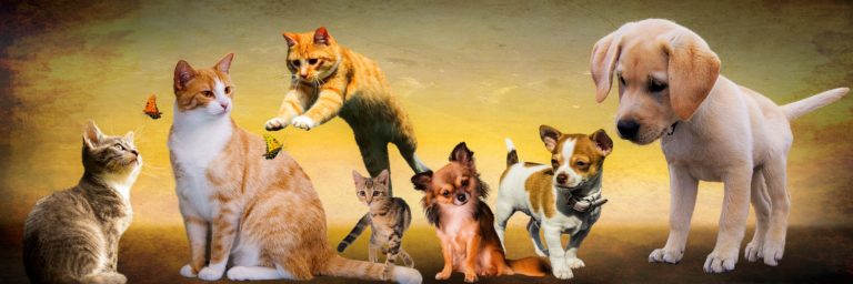Bringing a New Puppy Home to a House with Other Dogs or Cats