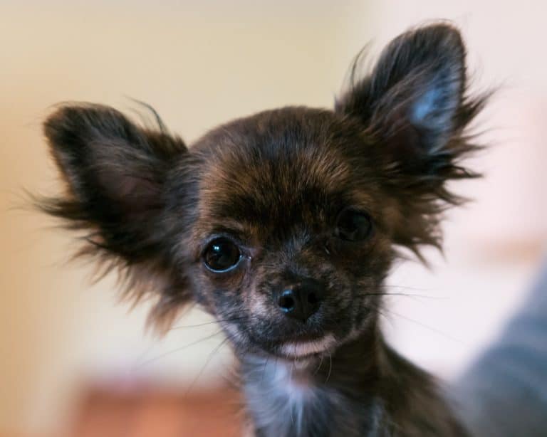 How Much Does It Cost to Own a Dog?
