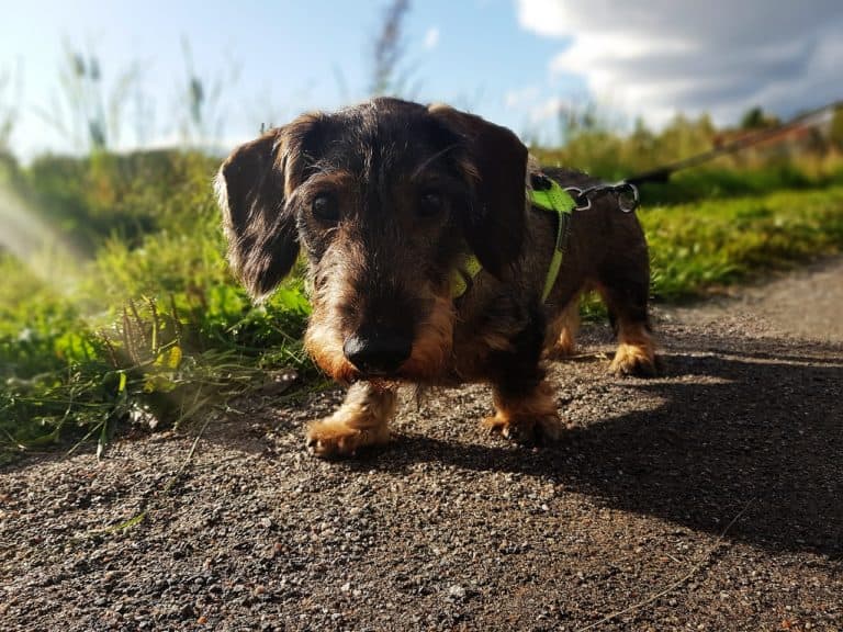 7 Great Tips for Harness Training Your Dog