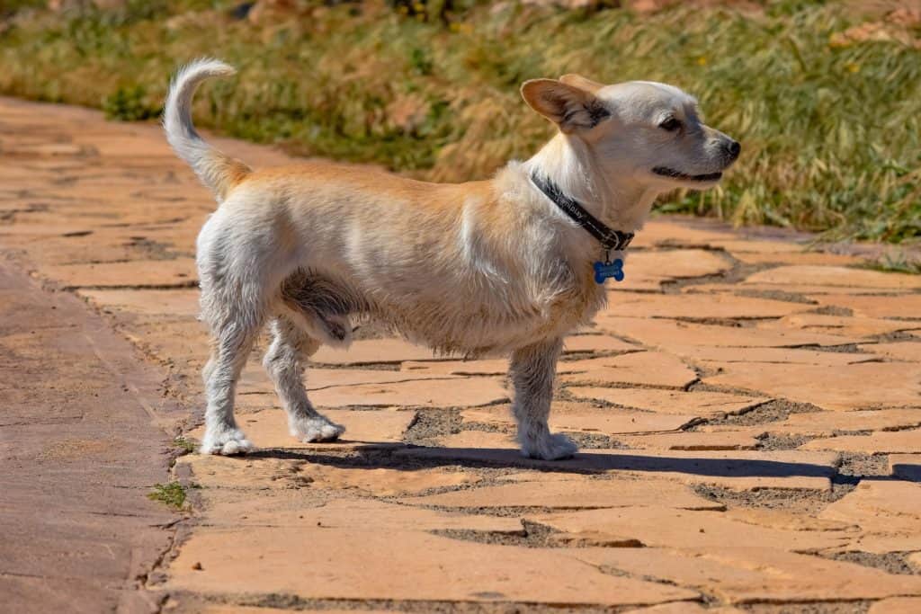 Dog 3296806 1920