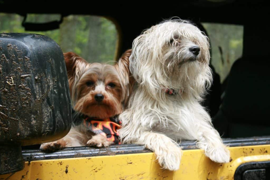 Dogs 189982 1920
