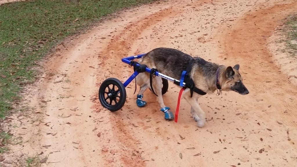 German Shepherd 1077442 1920