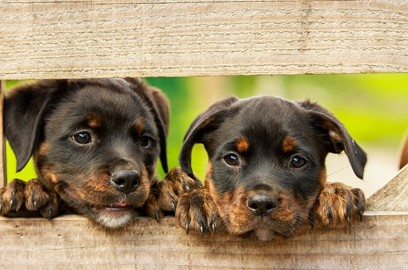 Puppy From Copywright 1