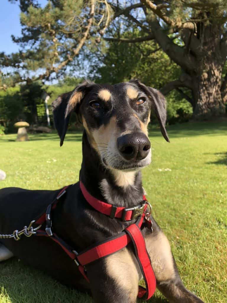 Saluki 3418341 1920