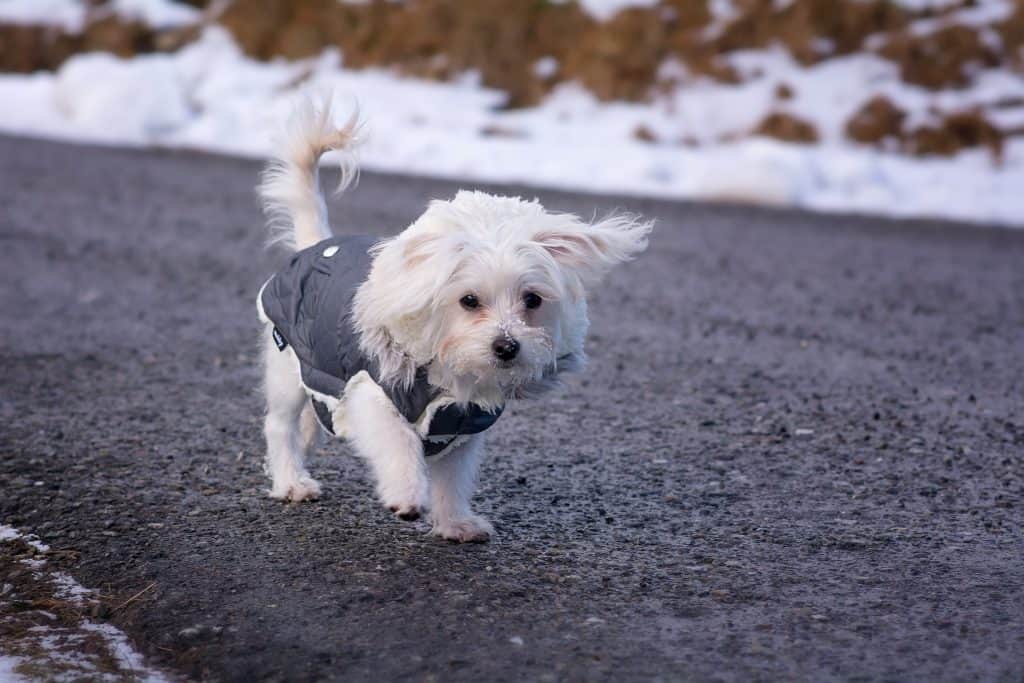 Dog 1127321 1920