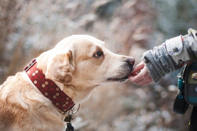 Essential Nutrients for Healthy Weight Gain in Dogs