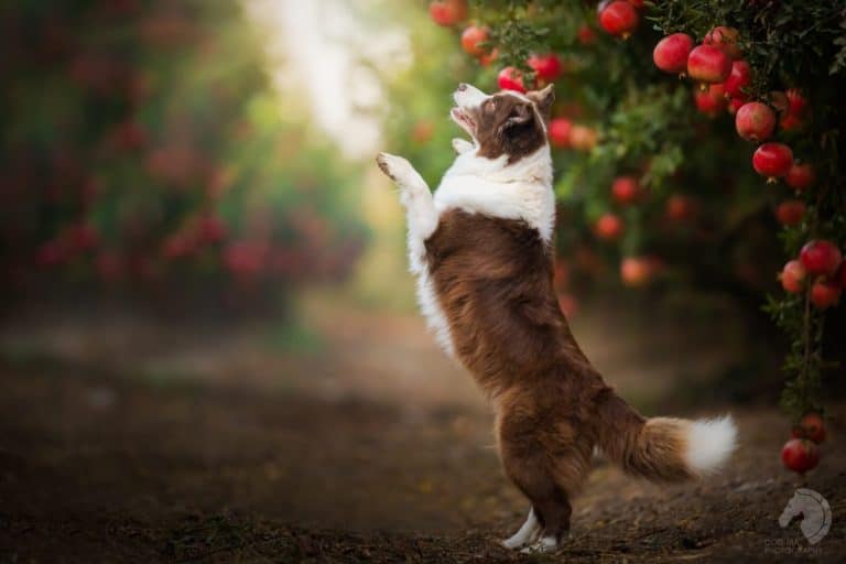 Can Dogs Eat Pomegranates?