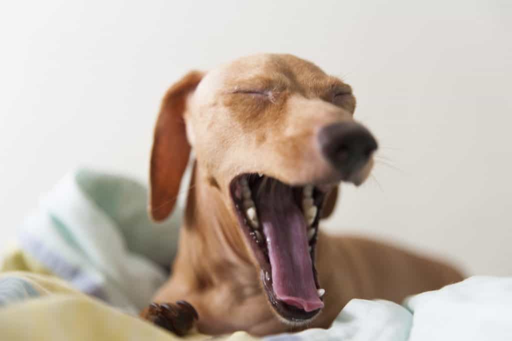 Dog 1517133 1920