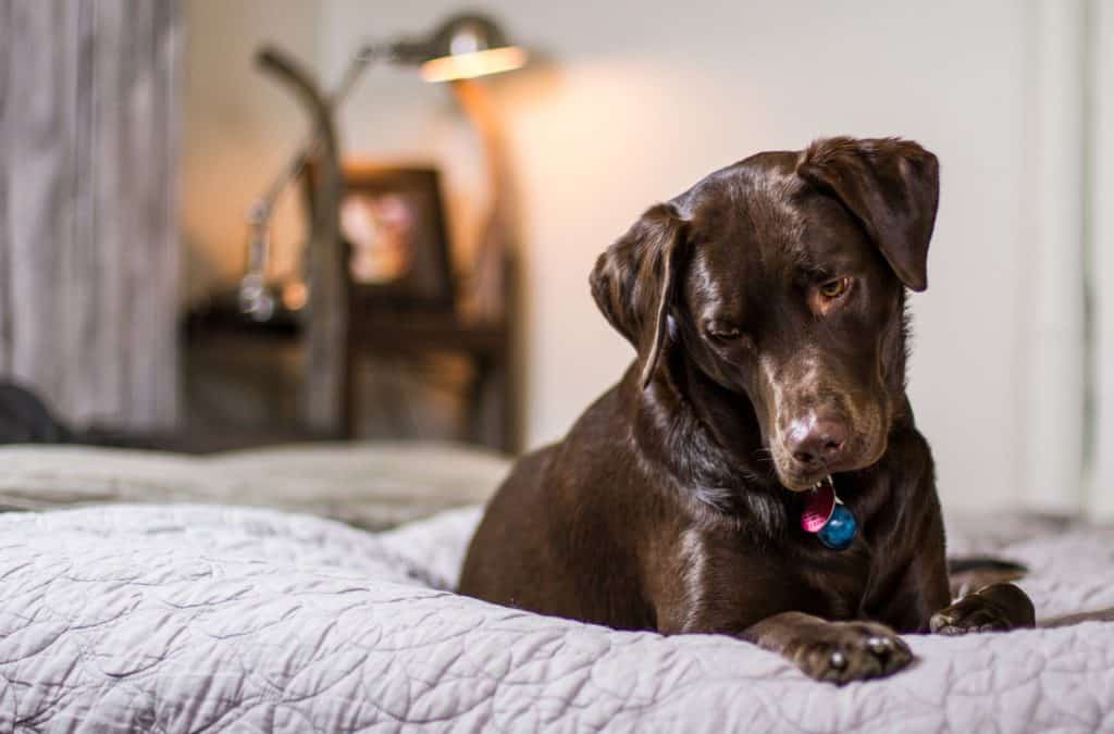 Dog 1837445 1920