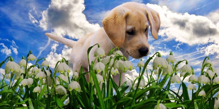 Dog-friendly planting for your home