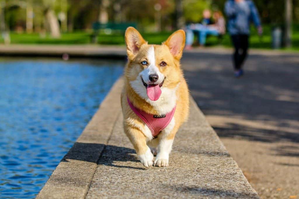 Animal Corgi Dog