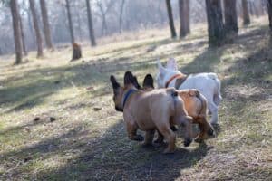 French Bulldog 4232504 1920