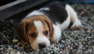 Puppy