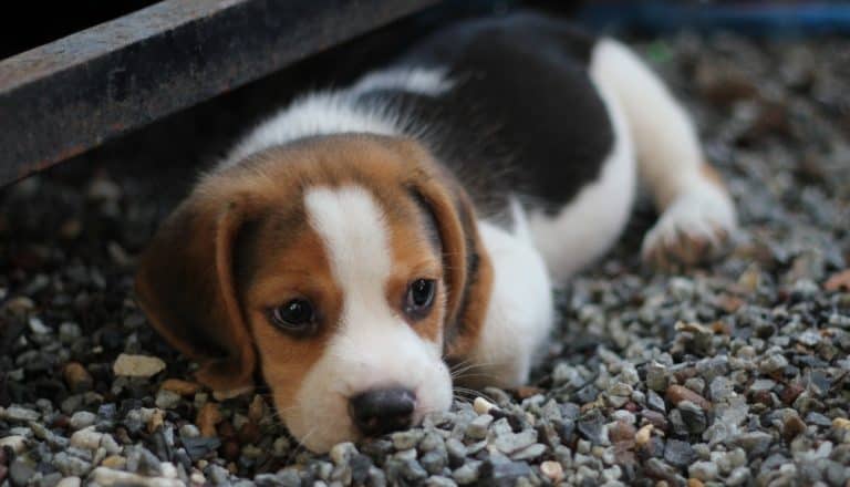 Top 7 Things To Consider Before Getting a Puppy