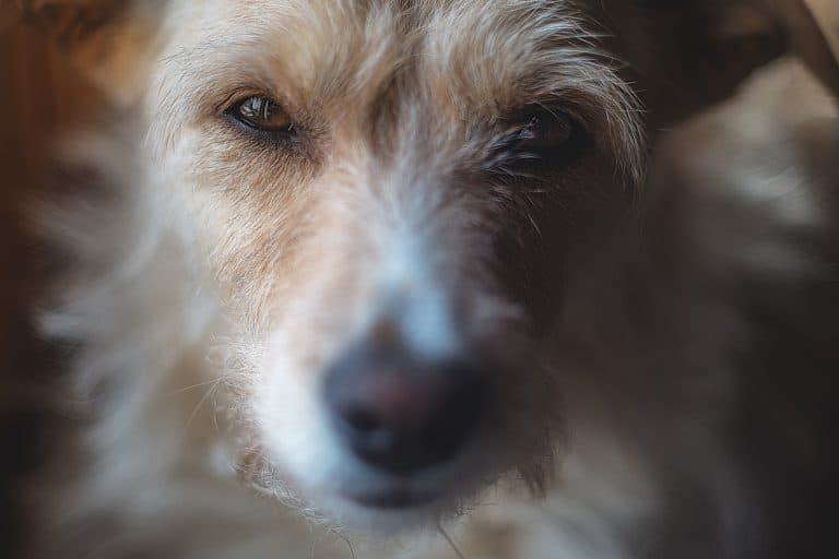 When and Why You Should Consider a Heavy Duty Dog Crate