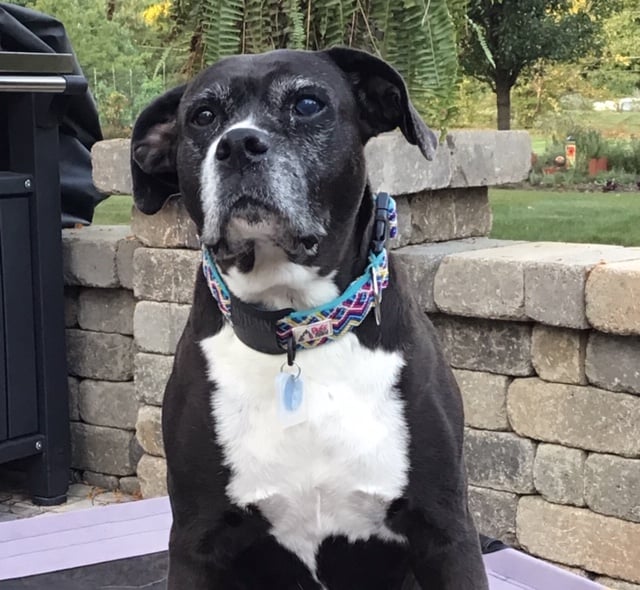 PRODUCT REVIEW: Darwin’s Natural Pet Products