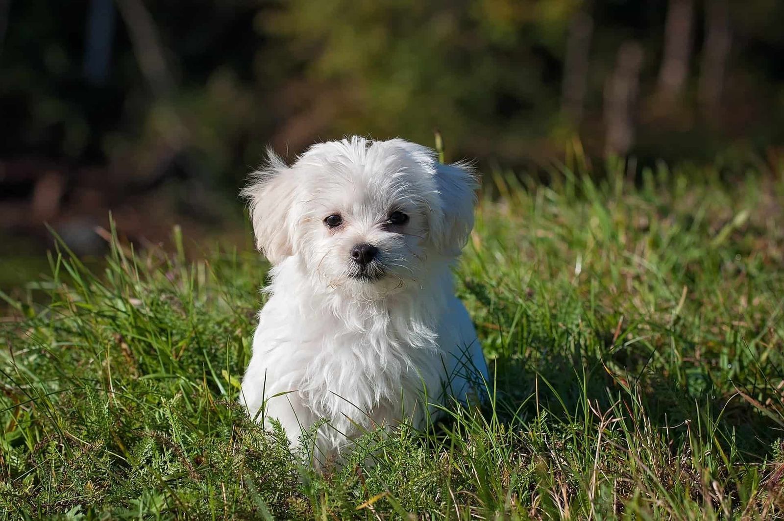 Dog Copyagent
