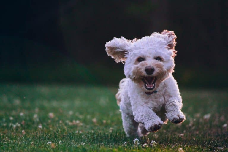 Reasons Why Your Pet Should Be Your Workout Buddy