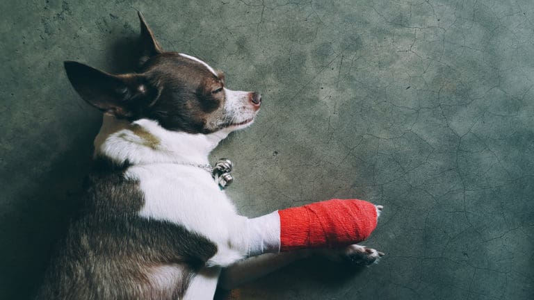 Key Ways To Help Your Dog’s Chronic Pain