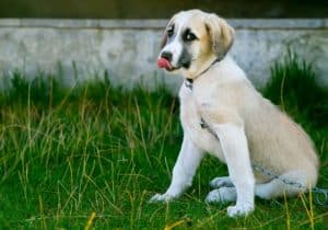 Dog 2723094 1920