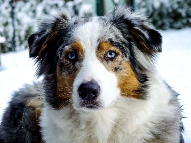 How to Brush an Australian Shepherd