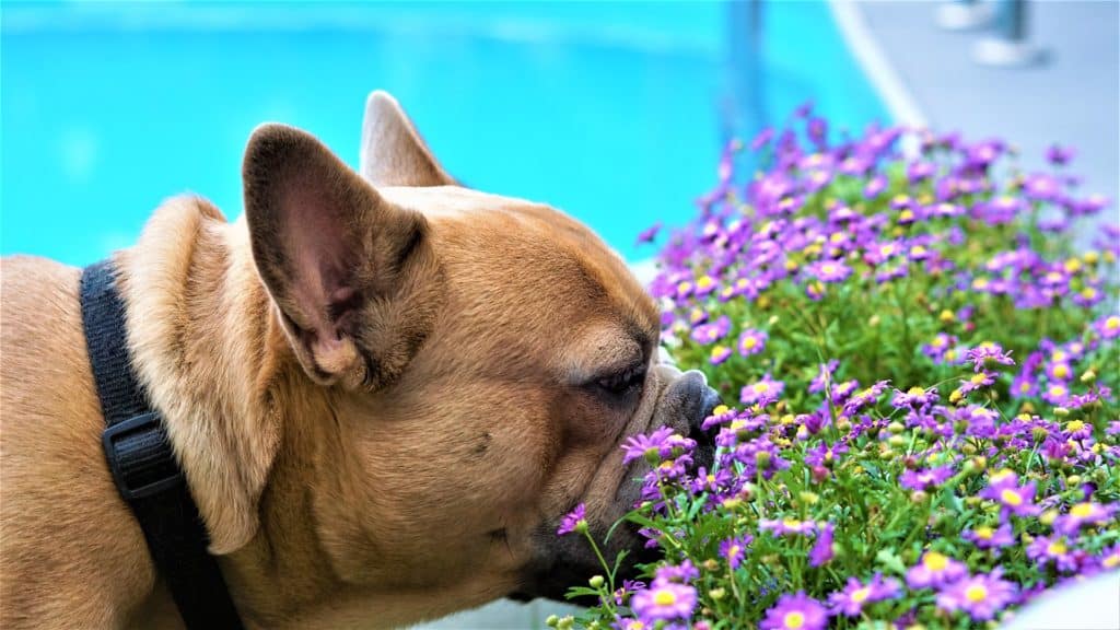 French Bulldog 4374622 1920