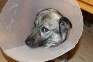 Sick Dog 1063663 1920