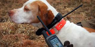 Astrodog