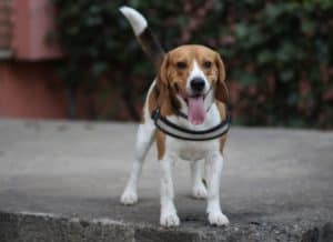 Beagle 3328788 1920
