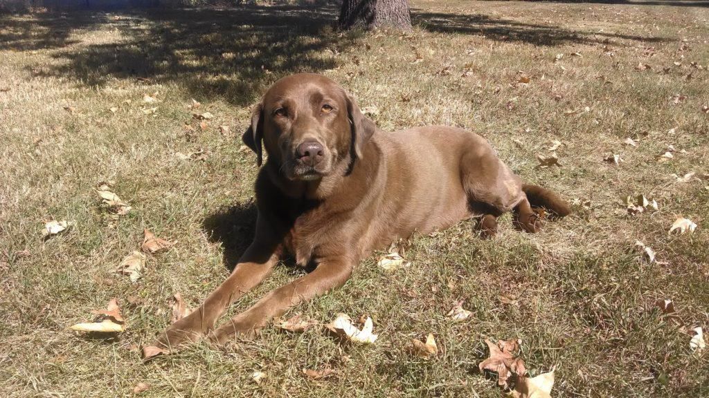 Chocolate Lab 2849032 1920