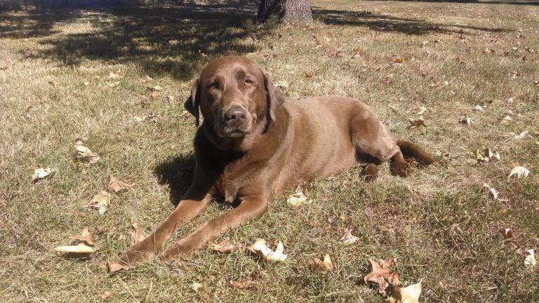 Why Does My Dog Have Dry Skin?