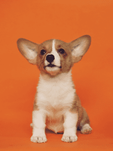 Copyagentpicture1 1