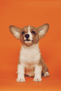 Copyagentpicture1