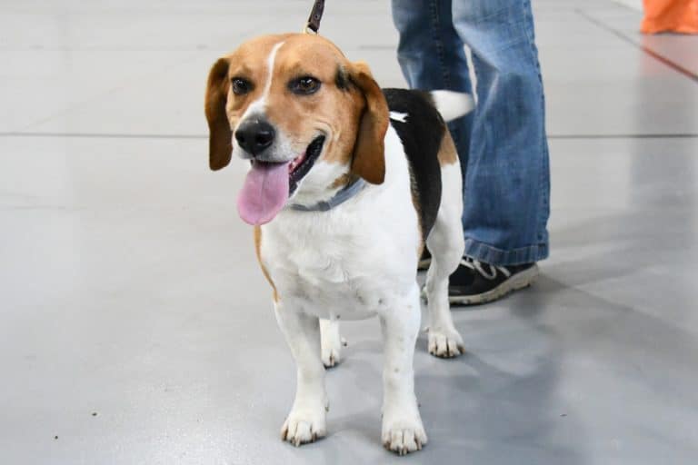 6 Tips for Leash Training A Beagle Puppy