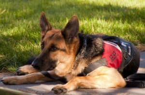 German Shepherd 900220 1920