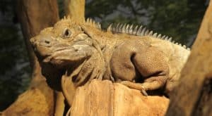 Jamaican Iguana 2011119 1280
