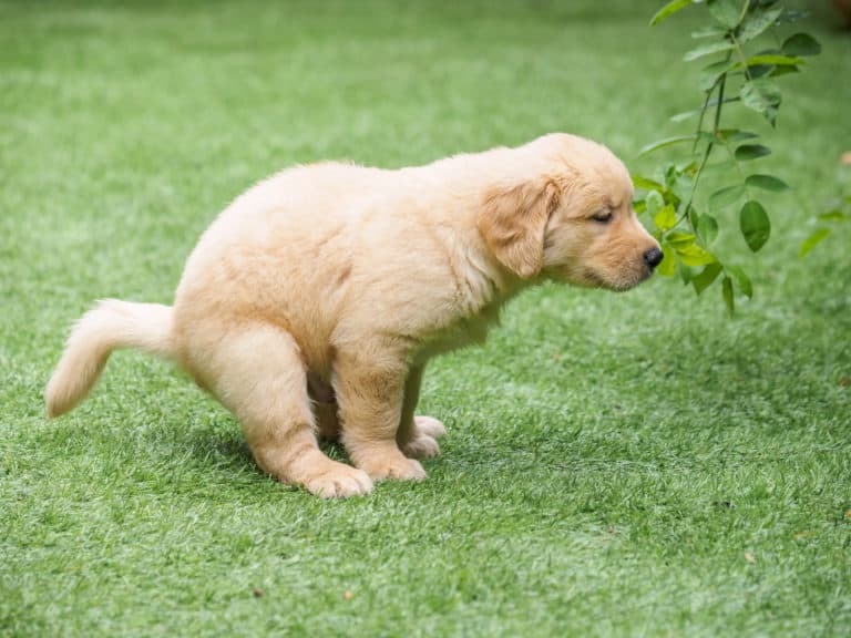Housetraining your Dog
