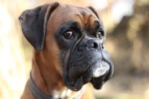 Boxer 3399598 1920