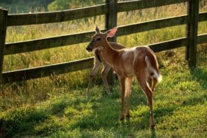 Deer 3972371 1920 1