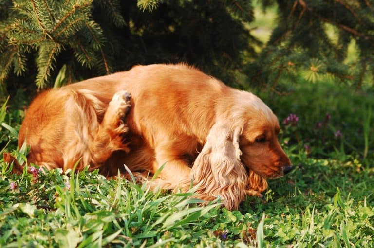 How to Choose the Best Flea Collar for Dogs
