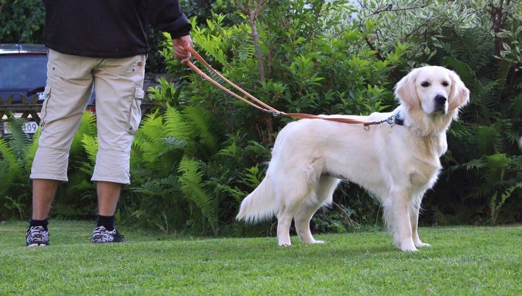 Dog 3320058 1920