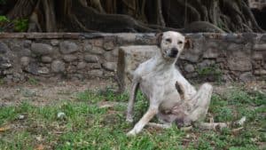 Dog 3346206 1920 1