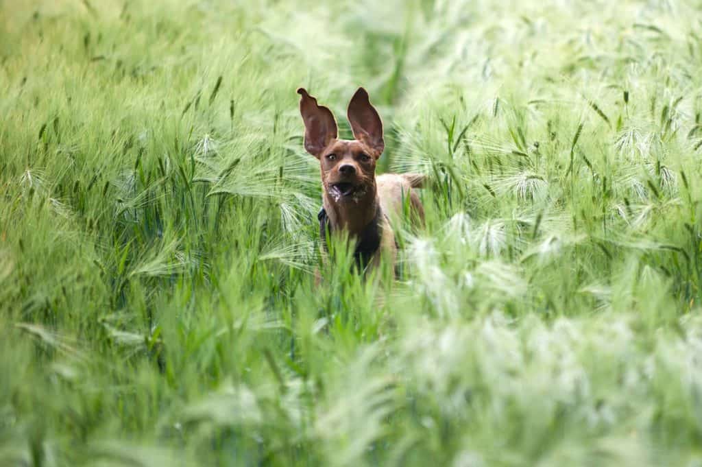 Dog In The Barley Field 835690 1920