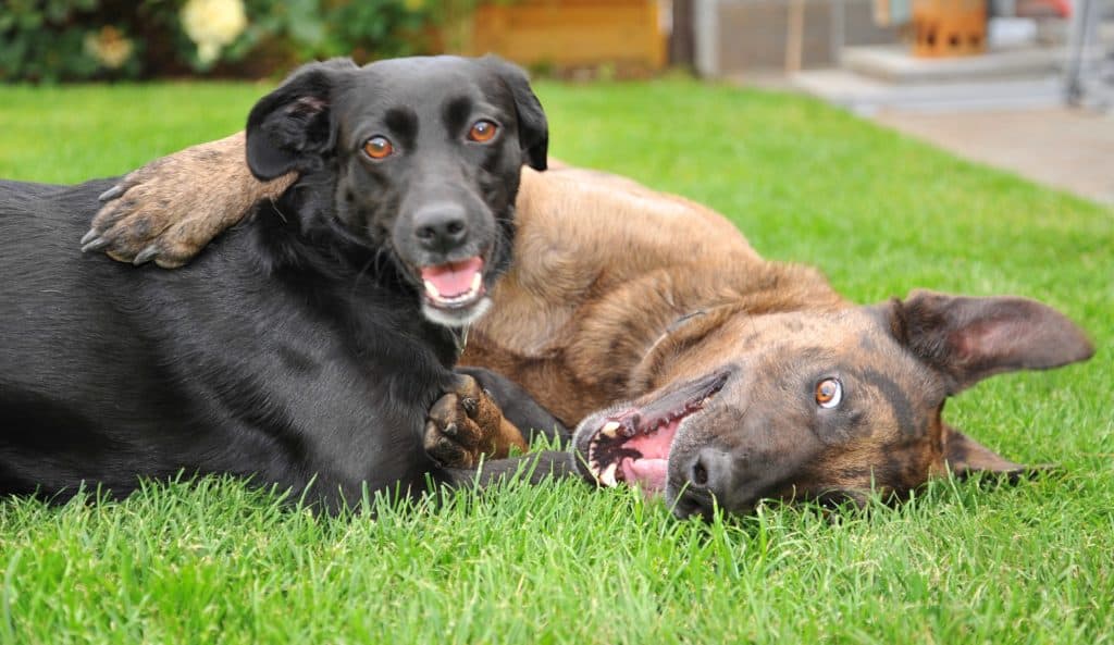 Dogs 4918434 1920