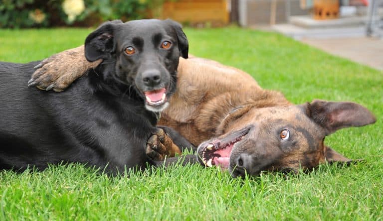 Benefits of omega 3 supplements for dogs & puppies