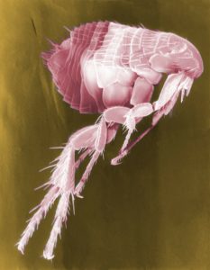 Flea 63043 1920 1