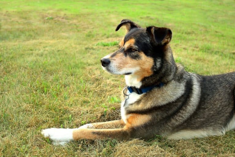 The Shollie: A Guide to the Border Collie Mixed with German Shepher